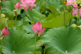 荷花花苞花蕾