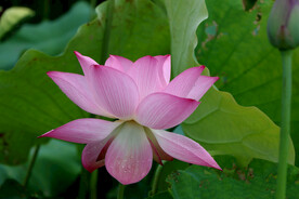 荷花盛开