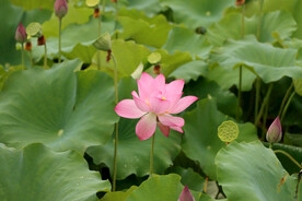 荷花