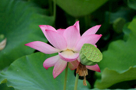 荷花盛开
