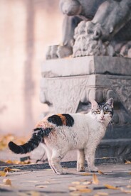  猫 猫摄影 猫素材 宠物猫 