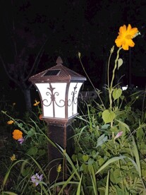 夜晚路灯和野花