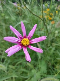 粉色野花小雏菊