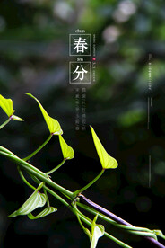 春分插画海报