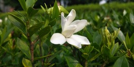 栀子花 