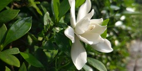 栀子花