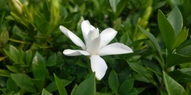 栀子花