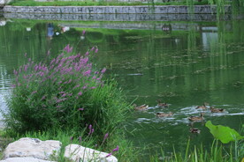 公园风景
