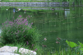 公园风景 