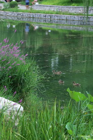 公园风景 