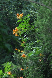 园林花草 