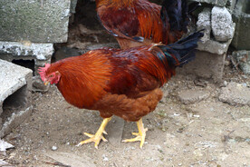 走地土鸡
