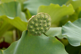 莲蓬莲子