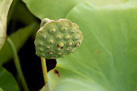 莲蓬莲子