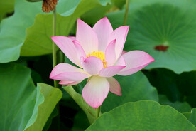 夏日荷花