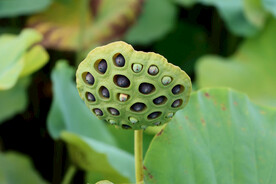 莲蓬莲子