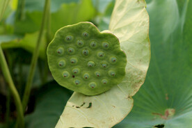 莲蓬莲子
