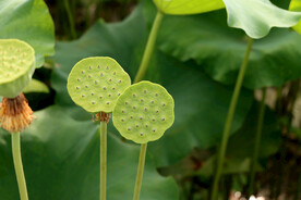 莲蓬莲子