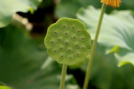 莲蓬莲子