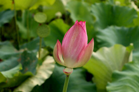 荷花花苞花蕾