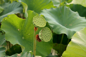 莲蓬莲子