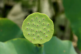 莲蓬莲子