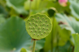 莲蓬莲子