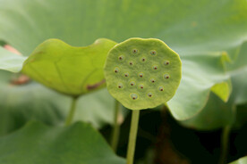 莲蓬莲子
