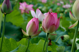 莲花花苞