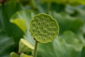 莲蓬莲子