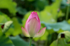 莲花花苞
