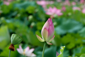 莲花花苞