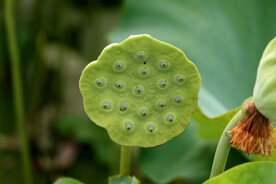 莲蓬莲子