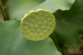莲蓬莲子