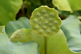莲蓬莲子