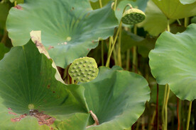 莲蓬莲子