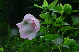 园林花草