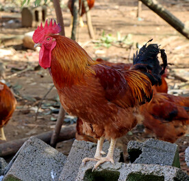走地土鸡