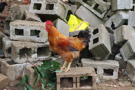 散养土鸡