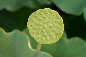 莲蓬莲子