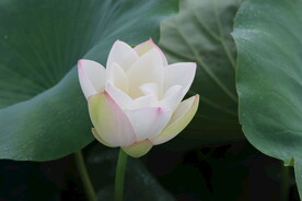 荷花花苞花蕾