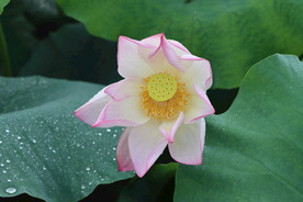 荷花花苞花蕾