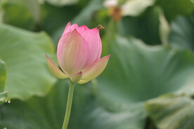 荷花花苞花蕾
