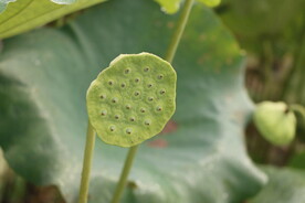 莲蓬莲子