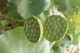 莲蓬莲子