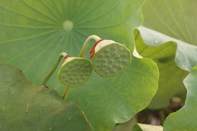 莲蓬莲子