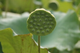 莲蓬莲子