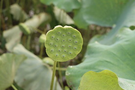 莲蓬莲子