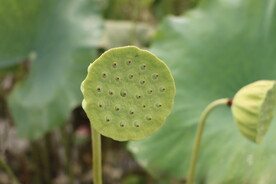莲蓬莲子