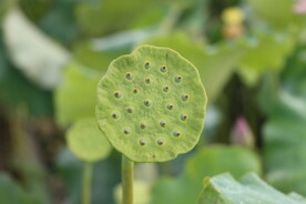 莲蓬莲子